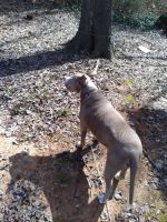 American Pit Bull Terrier Puppies for sale in Monticello, GA 31064, USA. price: NA