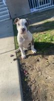 American Pit Bull Terrier Puppies for sale in Corcoran, CA 93212, USA. price: NA