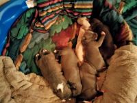 American Pit Bull Terrier Puppies for sale in Houston, TX 77090, USA. price: NA