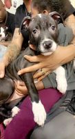 American Pit Bull Terrier Puppies for sale in Indianapolis, IN 46222, USA. price: NA