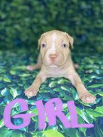 American Pit Bull Terrier Puppies for sale in Alpharetta, GA, USA. price: NA