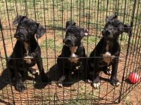 American Pit Bull Terrier Puppies for sale in Kannapolis, NC, USA. price: NA