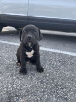 American Pit Bull Terrier Puppies for sale in Fayetteville, NC, USA. price: NA