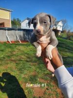 American Pit Bull Terrier Puppies for sale in Gretna, VA 24557, USA. price: NA