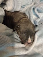American Pit Bull Terrier Puppies for sale in Clio, MI 48420, USA. price: NA