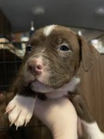 American Pit Bull Terrier Puppies for sale in Wakeman, OH 44889, USA. price: NA