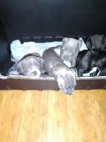 American Pit Bull Terrier Puppies for sale in Memphis, TN, USA. price: NA