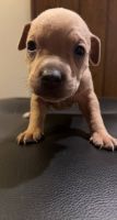 American Pit Bull Terrier Puppies for sale in Canton, OH 44705, USA. price: NA