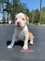 American Pit Bull Terrier Puppies for sale in Baxley, GA 31513, USA. price: NA