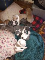 American Pit Bull Terrier Puppies for sale in Bangor, MI 49013, USA. price: NA