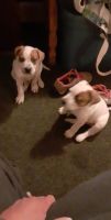 American Pit Bull Terrier Puppies for sale in Oak Grove, AR, USA. price: NA