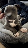 American Pit Bull Terrier Puppies for sale in 12951 N Carlsbad Pl, Oro Valley, AZ 85755, USA. price: NA