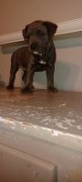 American Pit Bull Terrier Puppies for sale in Lafayette, IN, USA. price: NA