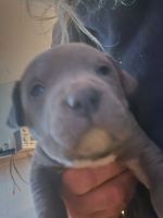 American Pit Bull Terrier Puppies for sale in MO-58, Pleasant Hill, MO, USA. price: NA
