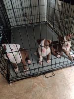 American Pit Bull Terrier Puppies for sale in Gardena, CA, USA. price: NA