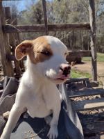 American Pit Bull Terrier Puppies for sale in Anniston, AL 36206, USA. price: NA