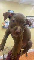 American Pit Bull Terrier Puppies for sale in Pinellas County, FL, USA. price: NA