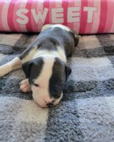American Pit Bull Terrier Puppies for sale in Philadelphia, PA 19121, USA. price: NA
