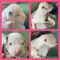 American Pit Bull Terrier Puppies for sale in Anderson, SC, USA. price: NA