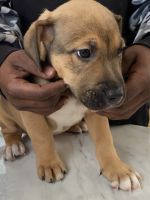 American Pit Bull Terrier Puppies for sale in London, KY, USA. price: NA
