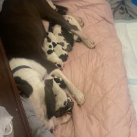 American Pit Bull Terrier Puppies for sale in Mascotte, FL, USA. price: NA