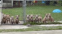 American Pit Bull Terrier Puppies for sale in Sanford, FL, USA. price: NA