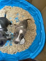 American Pit Bull Terrier Puppies for sale in Dallas-Fort Worth Metropolitan Area, TX, USA. price: NA