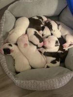 American Pit Bull Terrier Puppies for sale in Ayden, NC 28513, USA. price: NA
