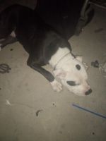 American Pit Bull Terrier Puppies for sale in West Phoenix, Phoenix, AZ 85009, USA. price: NA
