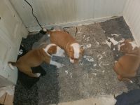 American Pit Bull Terrier Puppies for sale in Longmont, CO, USA. price: NA