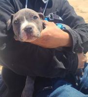 American Pit Bull Terrier Puppies for sale in Lawndale, CA 90260, USA. price: NA
