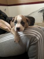 American Pit Bull Terrier Puppies for sale in Bay Shore, NY, USA. price: NA