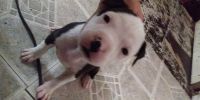 American Pit Bull Terrier Puppies for sale in Carbondale, IL, USA. price: NA