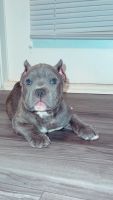 American Pit Bull Terrier Puppies for sale in Douglasville, GA, USA. price: NA