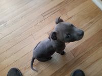 American Pit Bull Terrier Puppies for sale in Durango, CO, USA. price: NA