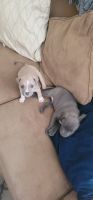 American Pit Bull Terrier Puppies for sale in Frisco, TX 75034, USA. price: NA
