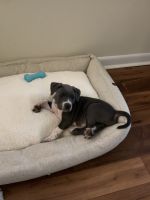 American Pit Bull Terrier Puppies for sale in Marietta, GA 30062, USA. price: NA