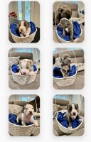 American Pit Bull Terrier Puppies for sale in Peachtree Corners, GA 30092, USA. price: NA
