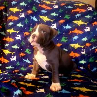 American Pit Bull Terrier Puppies for sale in Mountain Grove, MO 65711, USA. price: NA