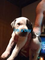 American Pit Bull Terrier Puppies for sale in 192 Alum Creek Rd, Smithville, TX 78957, USA. price: NA