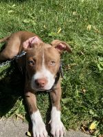American Pit Bull Terrier Puppies for sale in Redwood City, CA, USA. price: NA