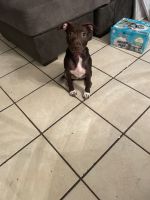 American Pit Bull Terrier Puppies for sale in Belle Isle, FL 32809, USA. price: NA