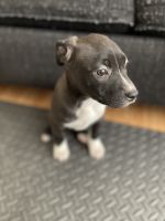 American Pit Bull Terrier Puppies for sale in Harrisburg, PA, USA. price: NA