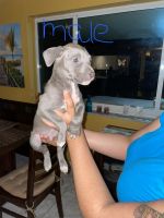 American Pit Bull Terrier Puppies for sale in Pembroke Pines, FL 33024, USA. price: NA