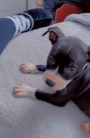 American Pit Bull Terrier Puppies for sale in Philadelphia, PA, USA. price: NA