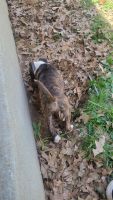 American Pit Bull Terrier Puppies for sale in Lexington, KY, USA. price: NA