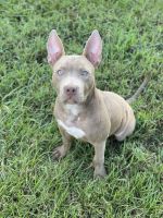 American Pit Bull Terrier Puppies for sale in Winter Park, FL, USA. price: NA