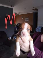 American Pit Bull Terrier Puppies for sale in Marion, MI 49665, USA. price: NA