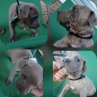 American Pit Bull Terrier Puppies for sale in Waterloo, SC 29384, USA. price: NA
