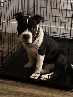 American Pit Bull Terrier Puppies for sale in Centennial, CO, USA. price: NA